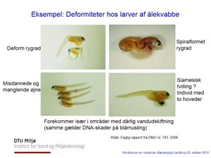 Deformiteter i fisk