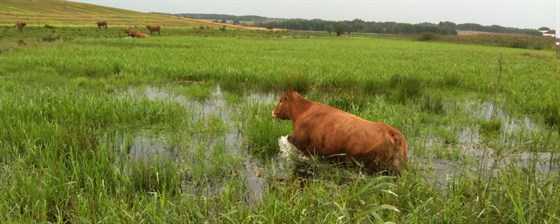 Ko i vand - stort