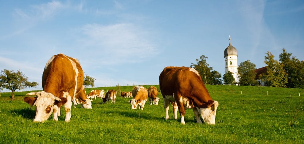 Cows on green Grassland, typical Bavarian Church in Background