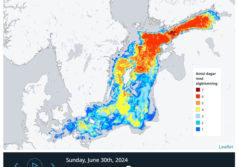 Man kan følge algesituationen via Sveriges Meteorologiske og Hydrologiske Institut, som både kommer med en daglig og ugentlig opdatering. Sidste uge af juni og i starten af august stod det værst til med blågrønalger i dansk farvand. På billedet ses algesituationen fra 23. til 29. juni. (screendump fra smhi.dk)