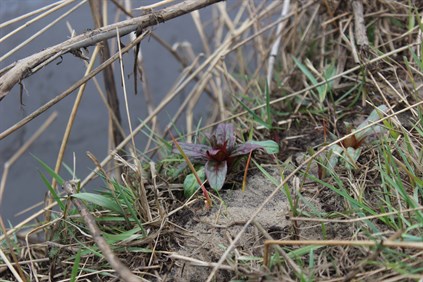 Vandmiljø og blomst (IKKE top